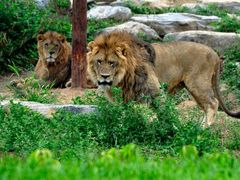 -北京野生动物园