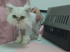-嘉馨宠物医院·CT影像转诊·心脏科·犬猫全科诊疗中心(下沙大学城院区)