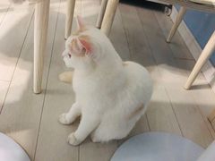 -喵的天空名猫咖啡馆·撸猫·猫舍·用品