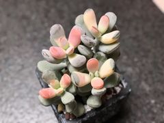 -秦美花卉(天朗·莱茵小城2期店)