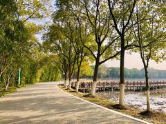 -荷塘月色湿地公园·向阳花洲