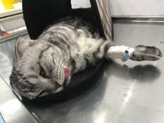 -伟伟宠物医院·CT影像中心·瑞派犬猫综合性门诊(汉口总院)
