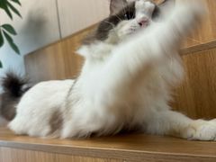 -唐小姐の私宠·宠物洗护美容·撸猫馆·购宠(周浦万达旗舰店)