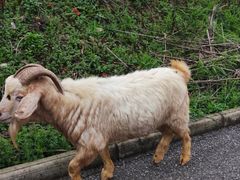 -武汉紫薇都市田园