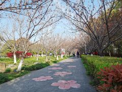 -高东镇樱花园