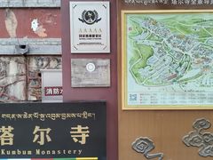 -塔尔寺-菩提树