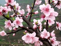 -桃花岛景观公园
