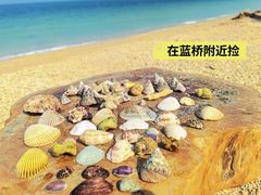 -贝壳沙滩