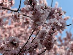 -桃花堤公园