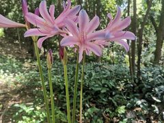 -上海佘山国家森林公园天马山园