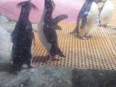 -海合安武汉极地海洋公园