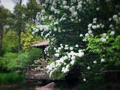 -上海共青森林公园