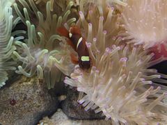 -太平洋海底世界