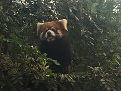 -圣地亚哥动物园