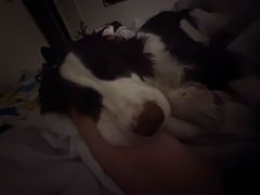 -嘉馨宠物医院·CT影像转诊·心脏科·犬猫全科诊疗中心(下沙大学城院区)