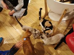-Cappucimeow猫咪咖啡馆(韦伯时代店)
