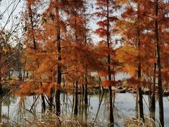 -上海长兴岛郊野公园