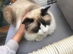 -喵屿·大理花园猫咖