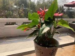 -杭州香格里拉·香宫中餐厅