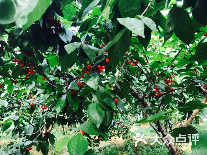 金圣樱桃园图片 - 第1张