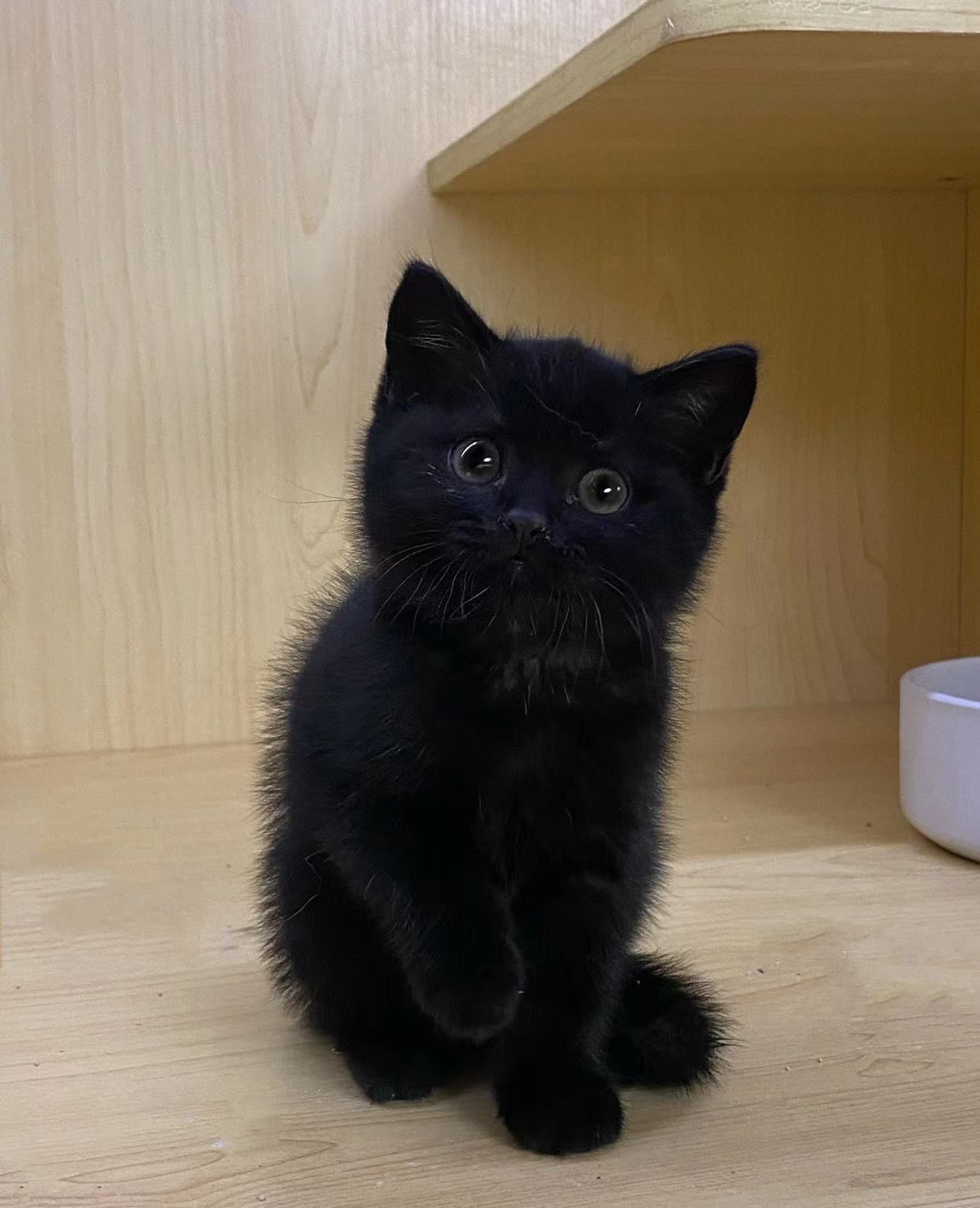 英短纯黑 | 一眼望去看不清它的脸