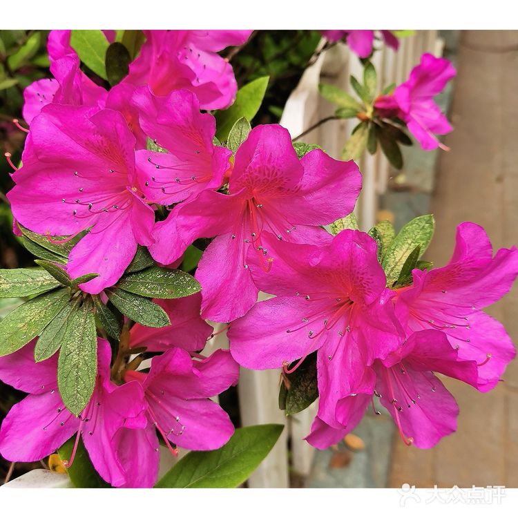 金陵花事||大行宫市民广场.杜鹃花