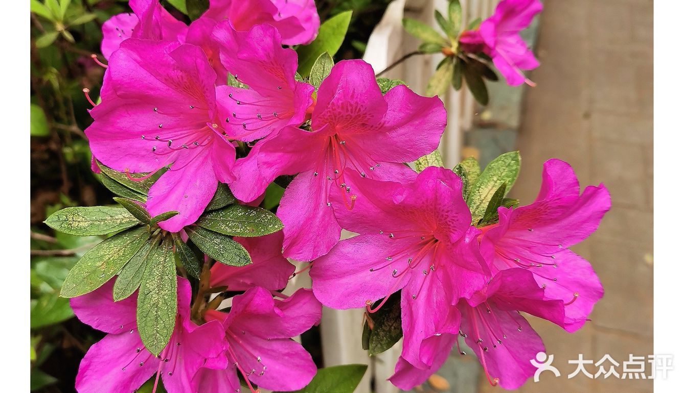 金陵花事||大行宫市民广场.杜鹃花