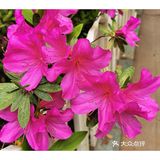 金陵花事||大行宫市民广场.杜鹃花