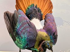 -国家自然博物馆