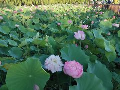 -莲花池公园