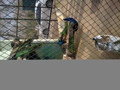 孔雀-月亮河温泉度假酒店