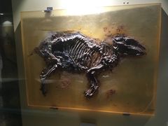 -辽宁古生物博物馆