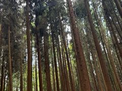 -武陵山森林公园