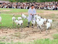 -盐城丹顶鹤湿地生态旅游区