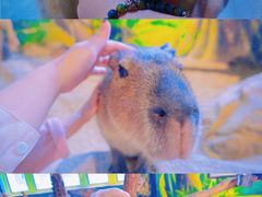 -海合安武汉极地海洋公园