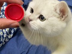 -爱佳宠物中心医院24H·CT·骨外科·猫专科(瑶海万达店)