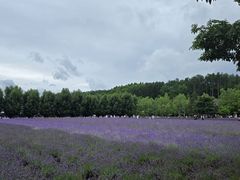 -富田农场