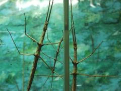 竹节虫-上海大自然野生昆虫馆