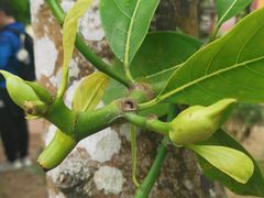 -中国科学院西双版纳热带植物园