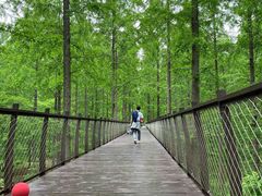 -黄海国家森林公园