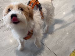 -北京派仕佳德动物医院·超导核磁·CT·神经科·骨科·内外科·急重症管理中心