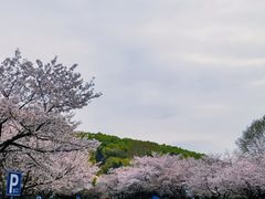 -武汉大学-樱园
