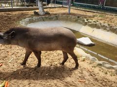 -西霞口神雕山野生动物世界