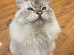 -绒爪撸猫下午茶·猫咖