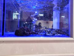 -小龍鳳·港式海鲜打边炉(沙湖路店)