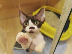 -momokira米努特·德文卷毛猫·棉花面纱犬
