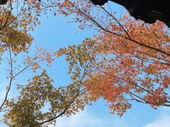 -何园