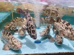 -阿伟海鲜楼·福建菜(延寿店)