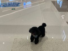 -帕帕拉兹宠物(亚洲旗舰店)