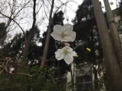 -武汉大学-樱园